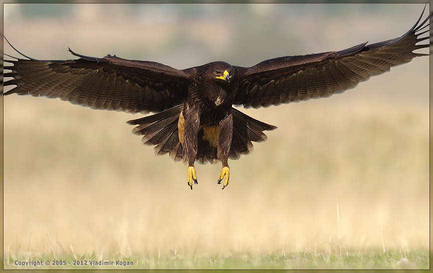 Greater Spotted Eagle landing