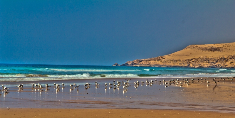 Ocean &amp; Birds