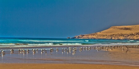 Ocean & Birds