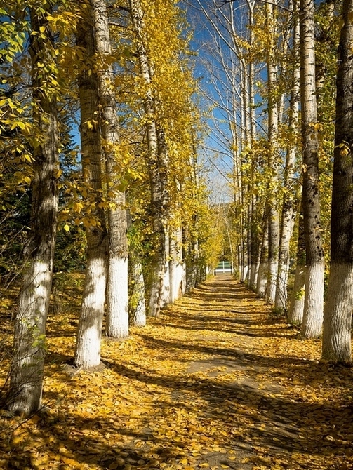 Золотая осень в городе...