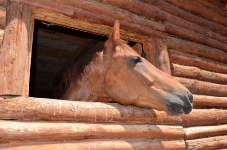 Опять ребята без меня играют!