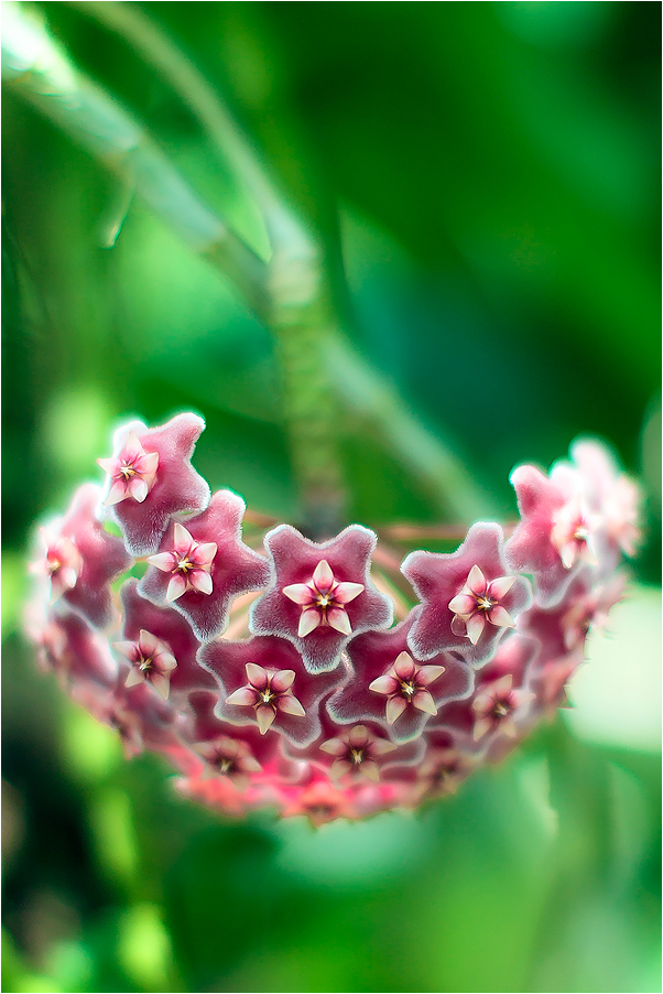 Hoya carnosa