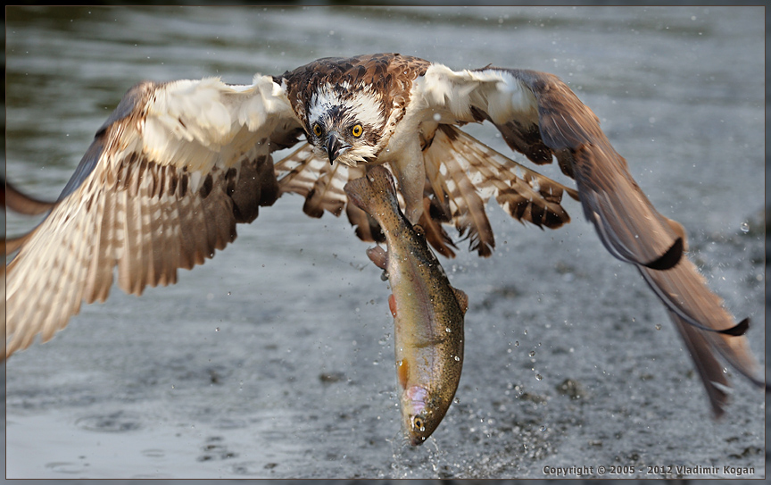 Osprey Catching fish