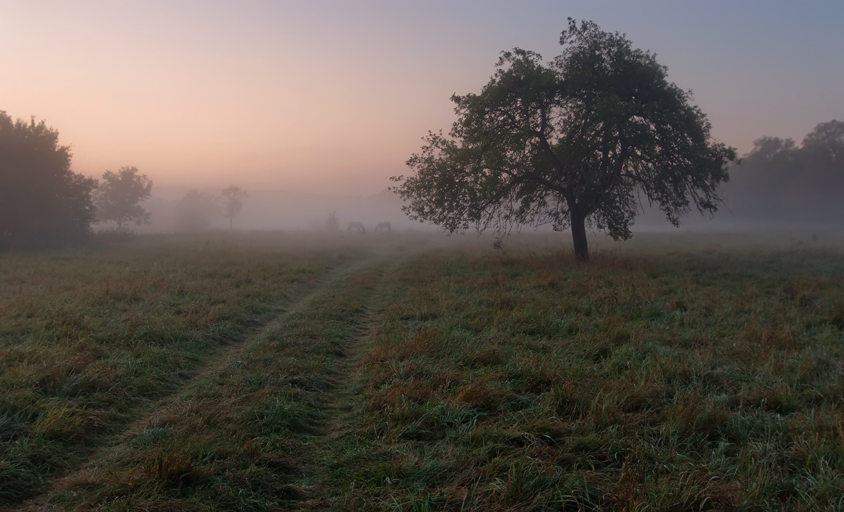 Бледно-розовое утро