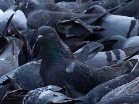 Свой среди своих