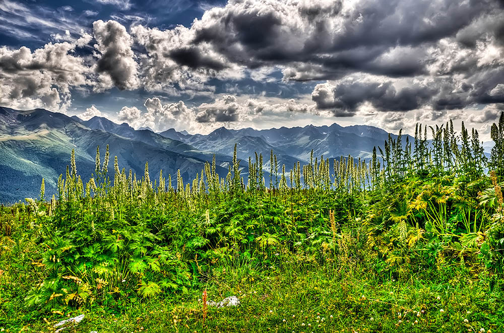 Конский щавель HDR