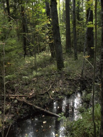 осенний мотив