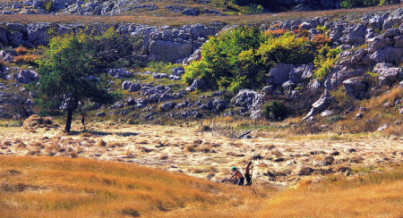 &amp;quot;Косыв Ясь конюшину....&amp;quot;