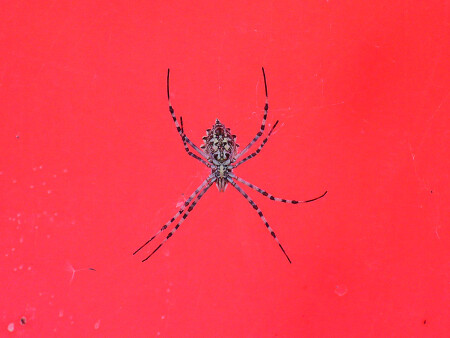 Паучье ню :)