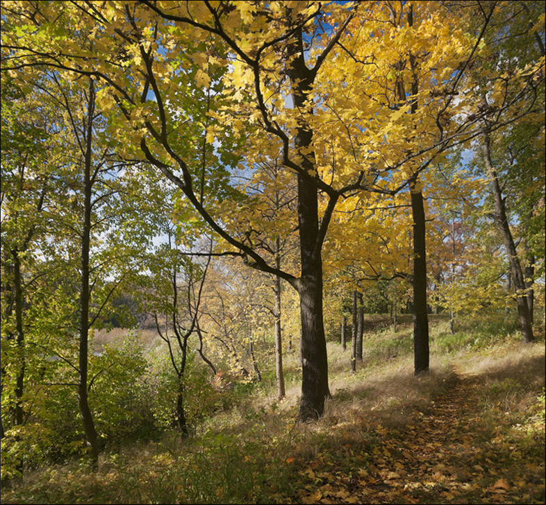 Осенняя тропинка.