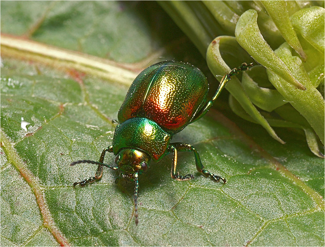 Chrysolina fastuosa