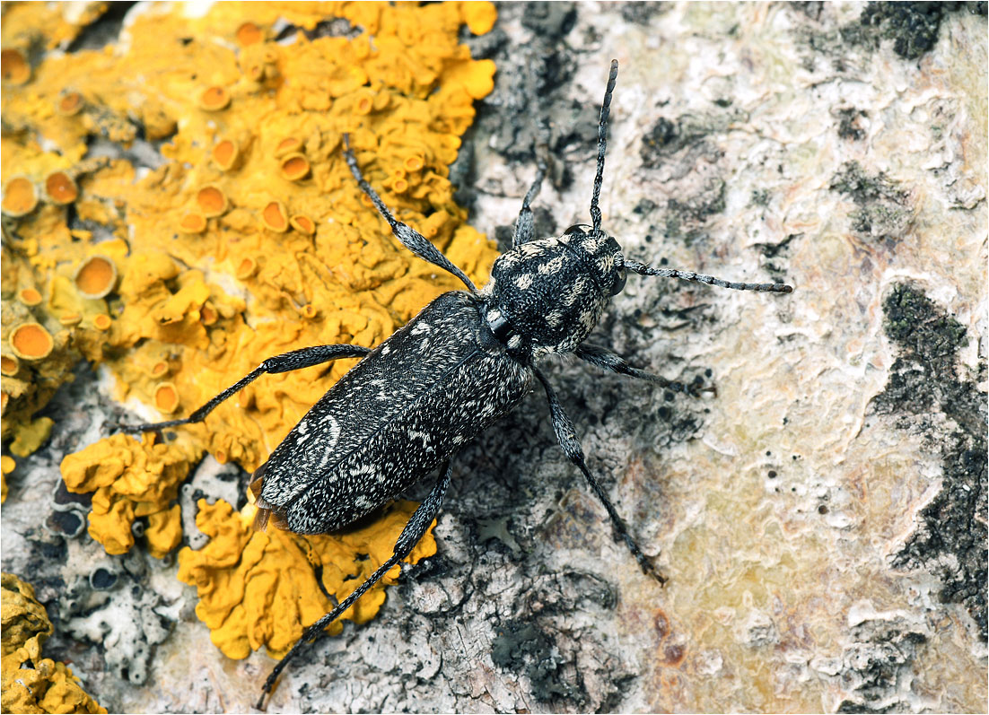 Xylotrechus rusticus