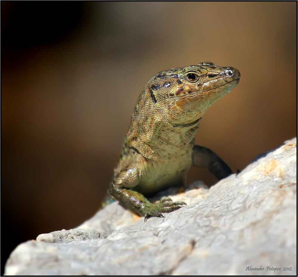 Drago del Isla Sa Dragonera