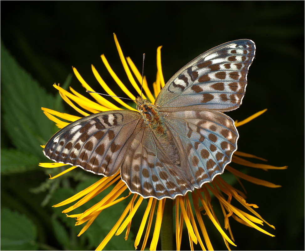 Argynnis paphia