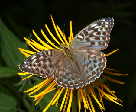 Argynnis paphia