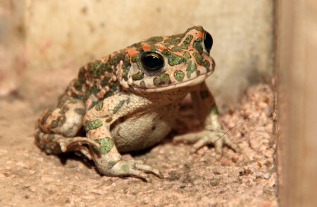 Царевна лягушка