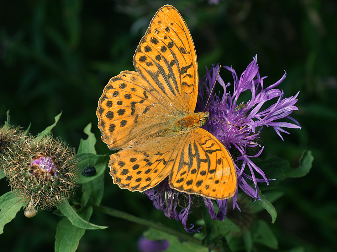 Argynnis paphia