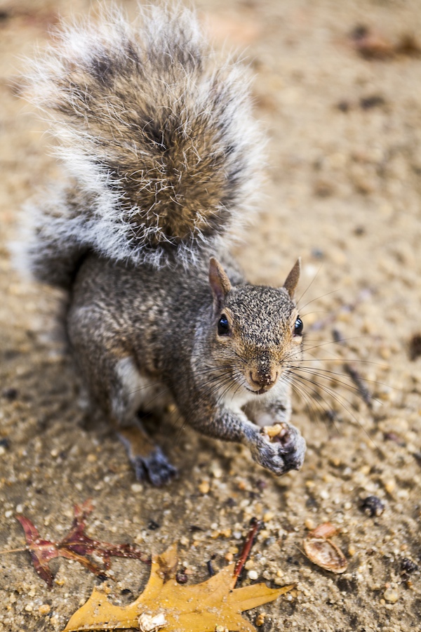 Hes got nuts!