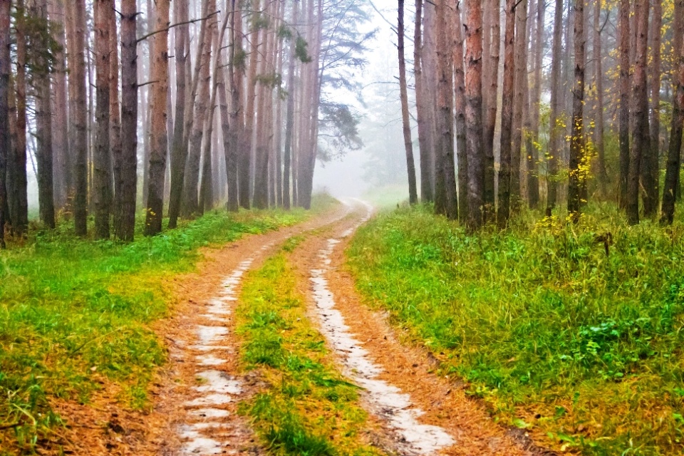 Утро в осеннем лесу..