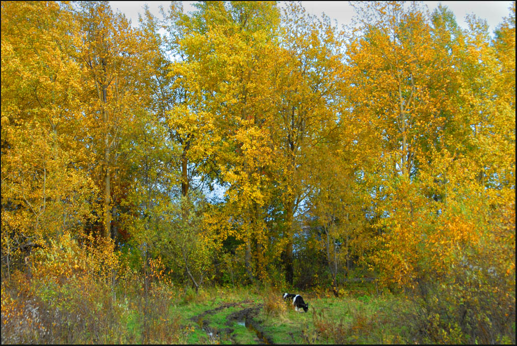 Осенний пейзаж с коровой.