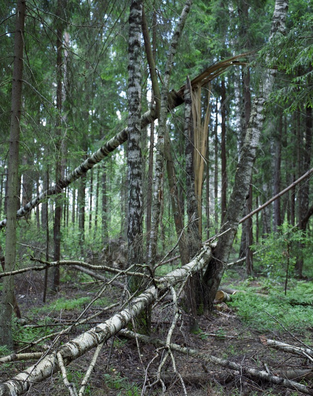 Буреломчик.