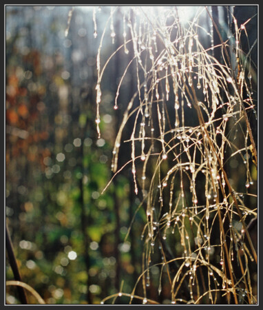 Осенняя роса