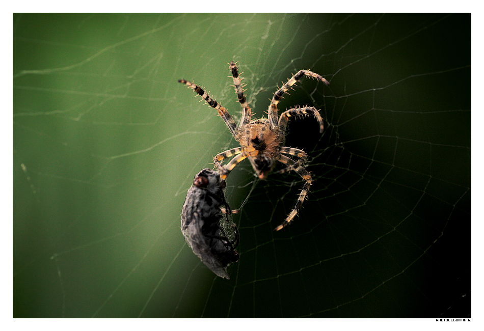 Happiness for Spider