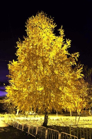 Золотая Берёзка 585 пробы!