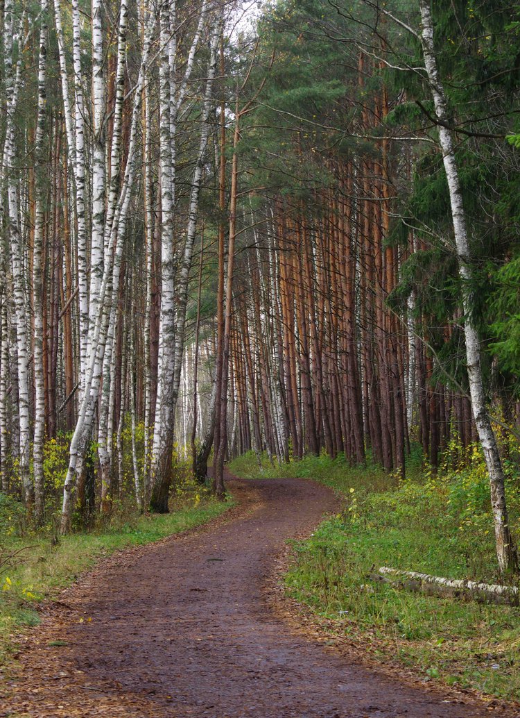 Меж берёз и сосен тихо бродит осень...