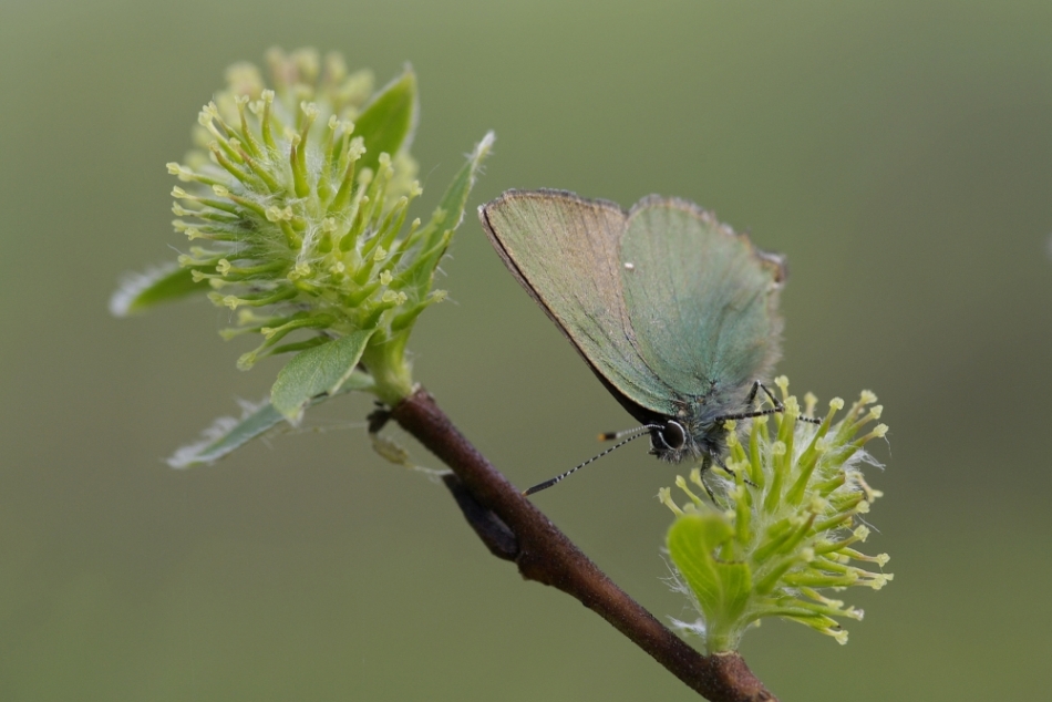 Малинница обыкновенная-Callophrys rubi