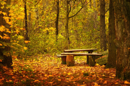 forest camping