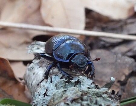 Жук в раздумьях