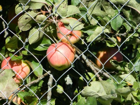 наливные яблочки