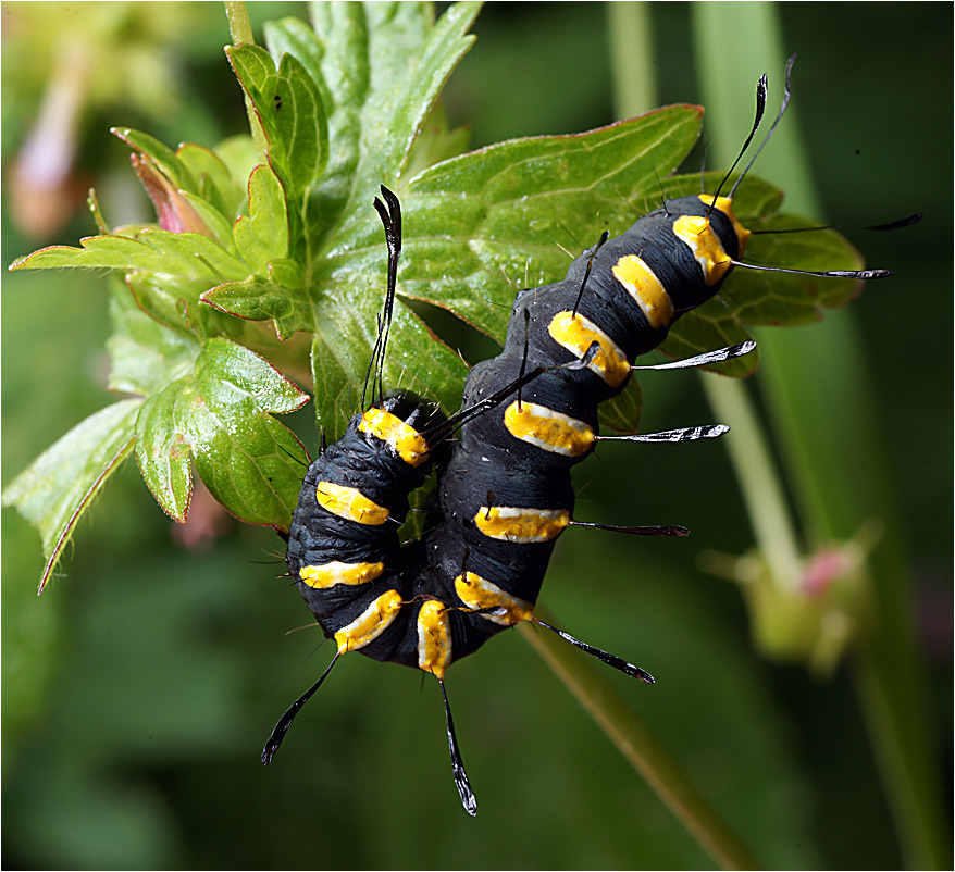 Acronicta aini