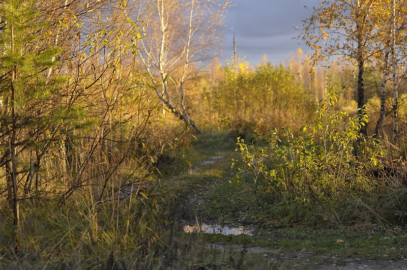 дорогой в осень