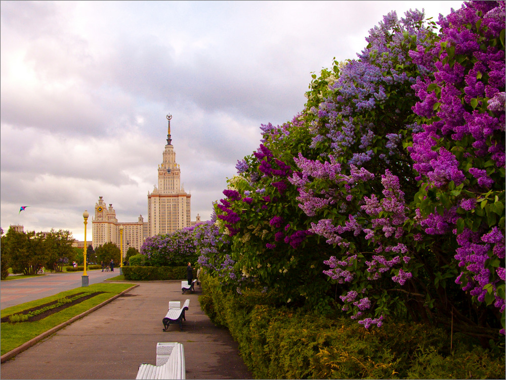 Сиреневый день