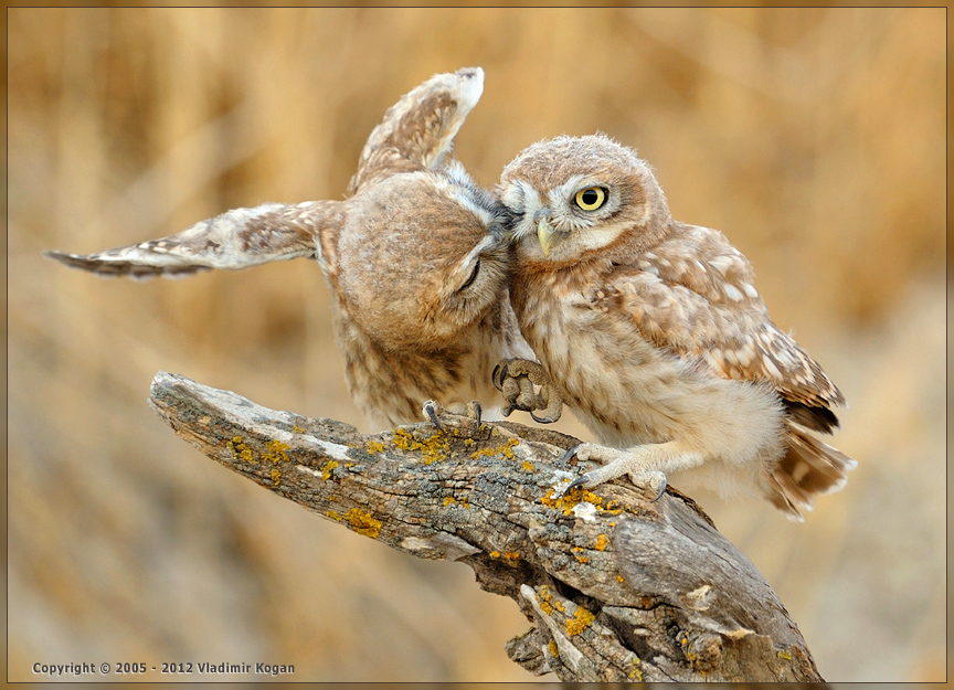 Little Owls: дружеский поцелуй