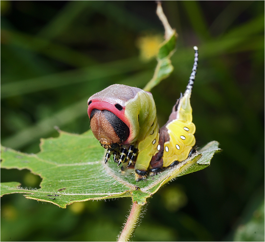 Cerura vinula