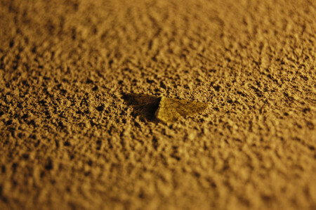 Ночные обитатели