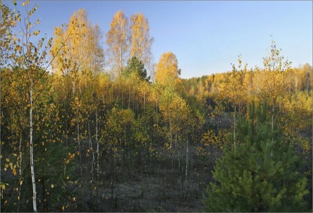 Утро в лесу