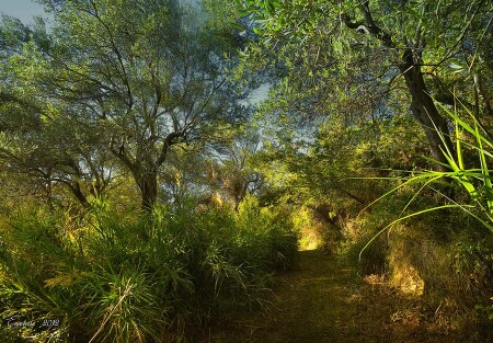 Краски Леса...