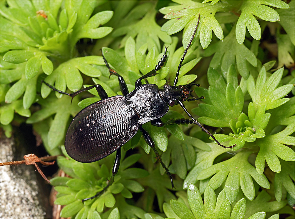 Carabus nemoralis