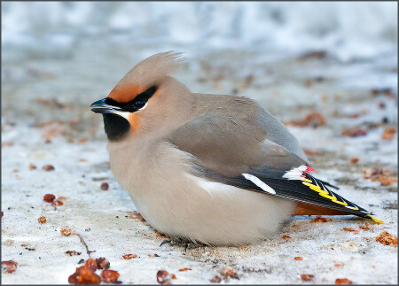 Свиристель