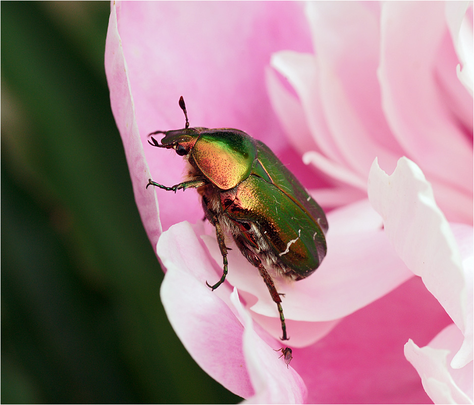 Cetonia aurata