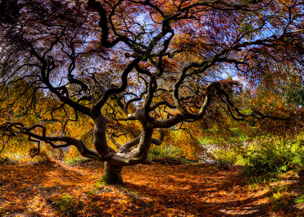 Japanese Maple Tree