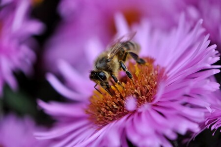 Осенняя пчелка за работой