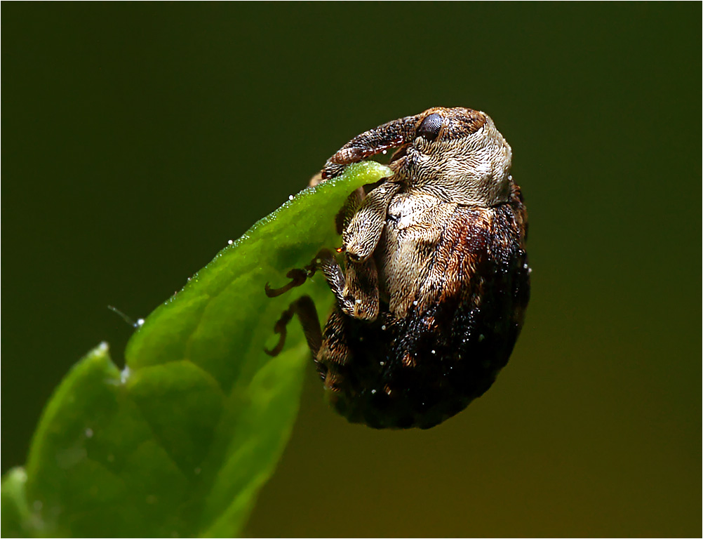 Cionus scrophulariae