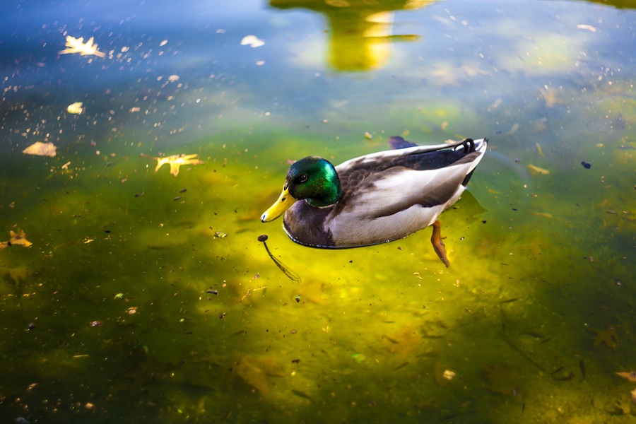 Central Park Duck