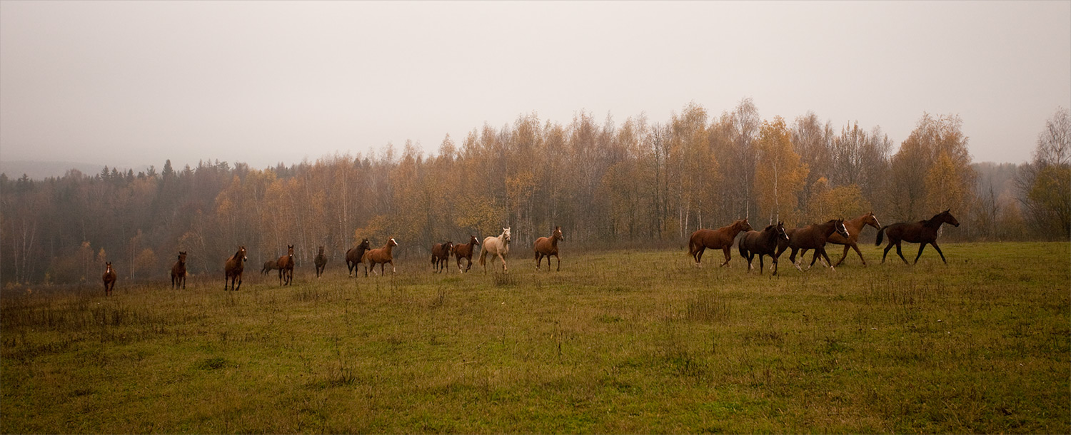 Встреча в тумане