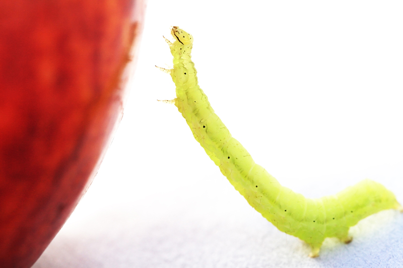 Oh wormgod! how big is this apple!